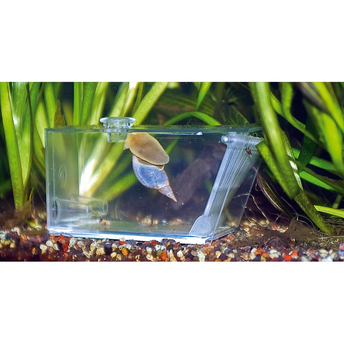 Aqua Medic Trap Pest (Krebsfalle) (15,5x7,5x8,5 cm)